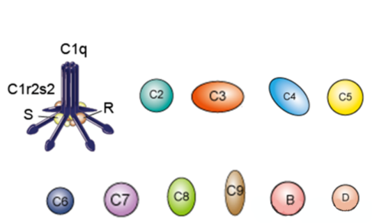 Components of the Complement System