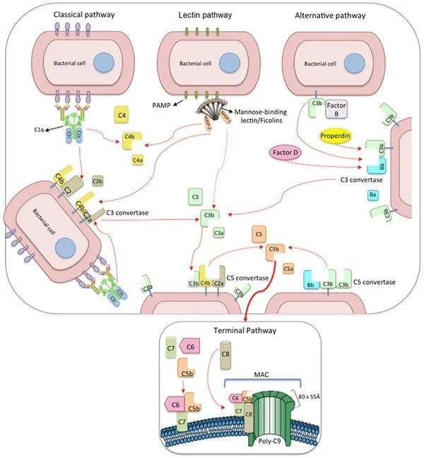 Three Pathways of Complement Activation