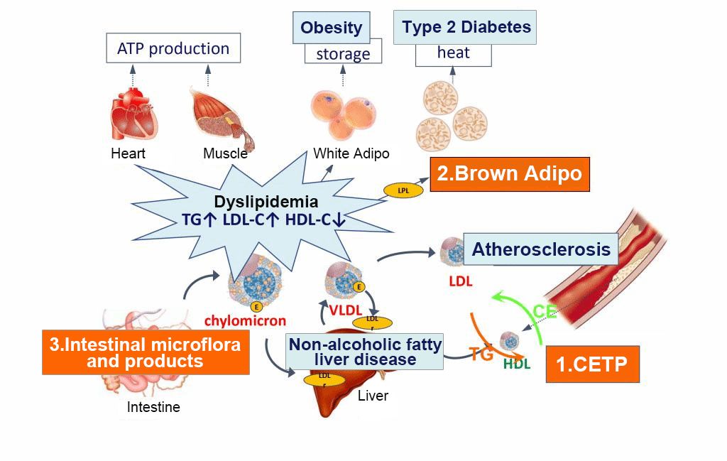 Common Metabolic Diseases