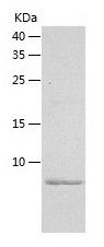 Recombinant Human Insulin