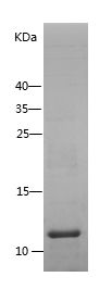 Recombinant Human CCL11