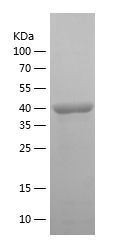 Recombinant Human ME1