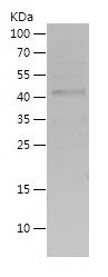 Recombinant Human WLS