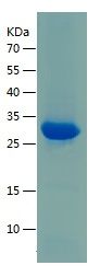 Recombinant Mouse Retnla