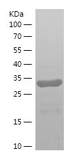 Recombinant Human SEMG1