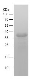 Recombinant Human SYP