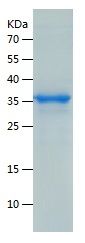 Recombinant Human TIA1