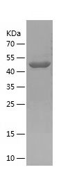 Recombinant Human PLXNB2