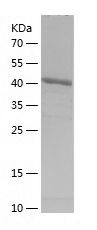 Recombinant Human DENR