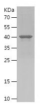 Recombinant Human PLEKHB1