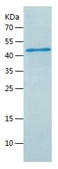 Recombinant Human AGO2