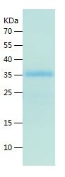 P2379-EGFP
