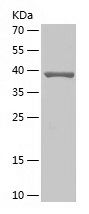 Recombinant Human XBP1