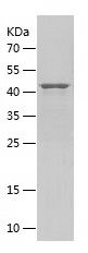 Recombinant Human ARNT