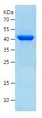 Recombinant Human ATXN3