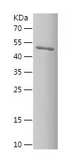 Recombinant Human SCN10A