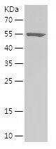 Recombinant Human TLN1
