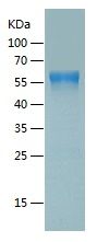 P3516-hFc