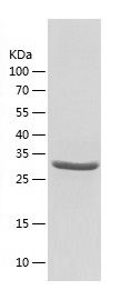 Recombinant Human COPE