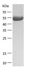 Recombinant Human P4HB