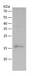 Recombinant Human C8G