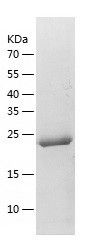 Recombinant Human CLTA