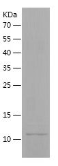 P4919