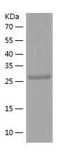 Recombinant Human CASP1