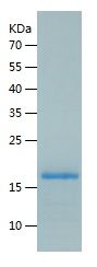 Recombinant Human CDA