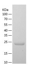 Recombinant Human ZNF133
