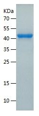 Recombinant Human ADK