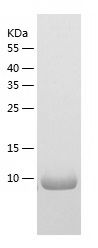 Recombinant Mouse S100a1