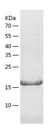 Recombinant Human UBE2K