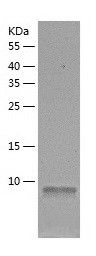 Recombinant Human ERH