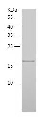 Recombinant Mouse Nog