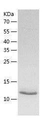 Recombinant Human NME3