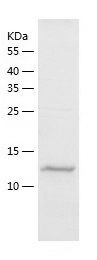 Recombinant Human TCEAL1