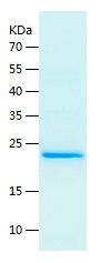 Recombinant Human SHH