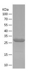 Recombinant Human AHSA2P
