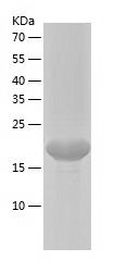 Recombinant Human EGFL6