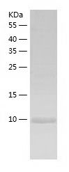 Recombinant Human CCL4L1