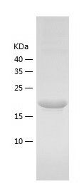 Recombinant Human TSEN15
