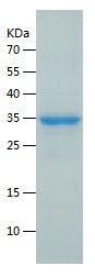 Recombinant Human ITLN1