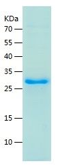 Recombinant Human ASB13