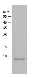 Recombinant Human NRGN