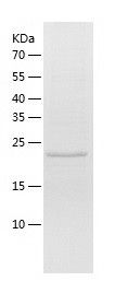 Recombinant Human SPSB1