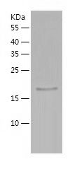 Recombinant Human CNRIP1