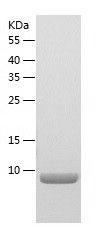 Recombinant Human MIEN1