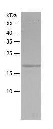 Recombinant Mouse MYL9