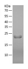 Recombinant Human IFT22
